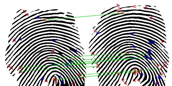 Fingerprint minutiae matching visualization